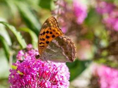 Fritillary veya Argynnis paphia gümüş yıkanmış bir pembe çiçek