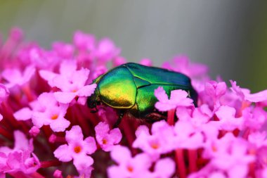 Gül pembe çiçek üzerinde oturan Chafer closeup