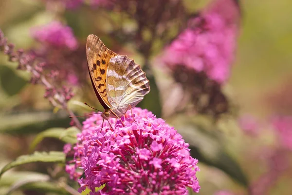 Pembe çiçek üzerinde oturan gümüş yıkanmış Fritillary veya Argynnis paphia