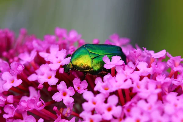 Gül pembe çiçek üzerinde oturan Chafer closeup