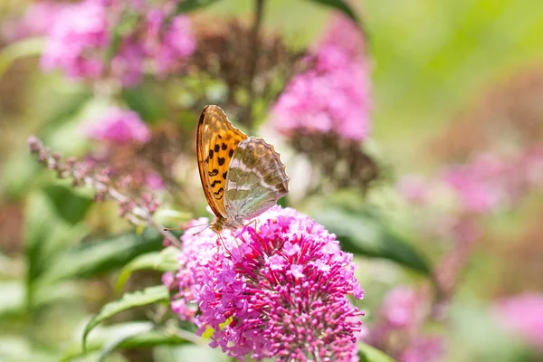 Pembe çiçek üzerinde oturan gümüş yıkanmış Fritillary veya Argynnis paphia