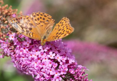 Kanadı kırık bir pembe çiçek oturan gümüş yıkanmış Fritillary veya Argynnis paphia