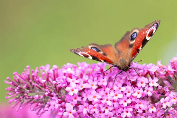 Peacock Butterfly Aglais Sitting Pink Flower — Stock Photo, Image