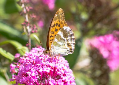 Pembe çiçek üzerinde oturan gümüş yıkanmış Fritillary veya Argynnis paphia