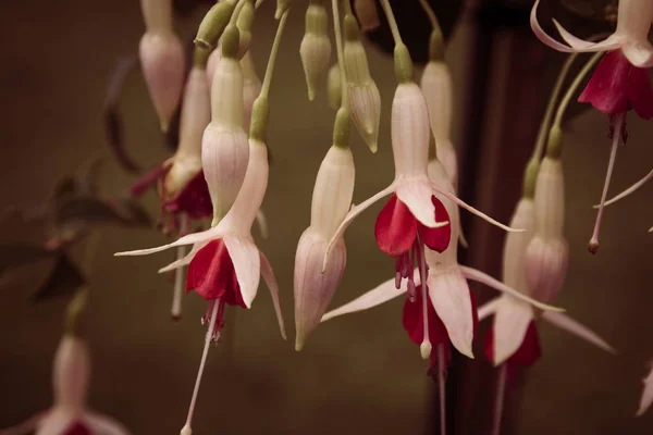 Rood Wit Opknoping Fuchsia Bloem Plant — Stockfoto
