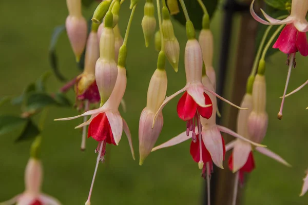 Rood Wit Opknoping Fuchsia Bloem Plant — Stockfoto