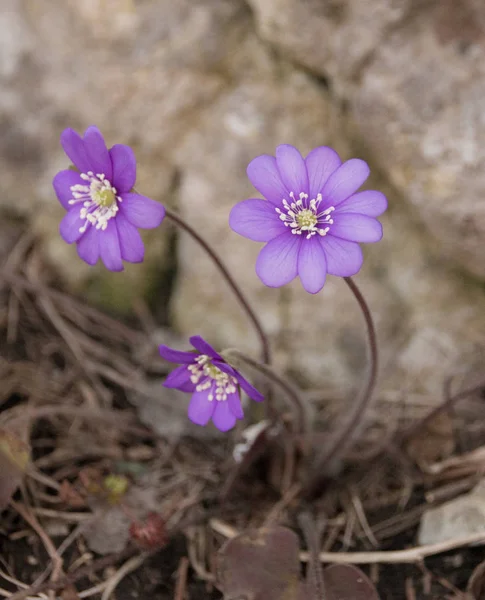 Blue Violet Anemone Flower Growing Wild Stone Wall — Stock Photo, Image