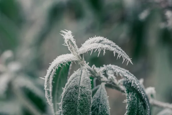 IJskristallen rond bevroren planten in de winter — Stockfoto