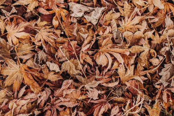 Bladeren op de vloer met vorst in de winter — Stockfoto