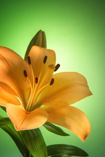 Golden yellow lily flower and bud with soft golden glowing effect. Selective focus. Vertical green graduated background for greeting card with copy space.