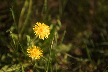 Çiçek yaz veya bahar altın sarı çiçek açan dandelions, ön plan ve arka plan, güzel yeşil ve kahverengi bokeh arka plan. Seçici odak. Kopya alanı.