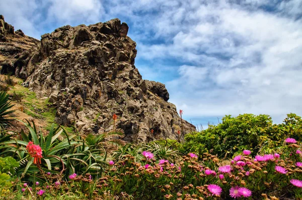 Strome Zbocza Gór Wyspy Madera Objęte Kolorowe Kwitnący Czerwone Różowe — Zdjęcie stockowe