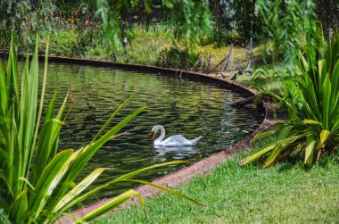Tek beyaz kuğu gölde gür yeşil tropikal bitkilerle çevrili bahçe veya park, yüzme ile huzurlu sahne. Odaklanmamış arka plan.