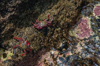 İki parlak pembe, yeşil ve siyah kayalar Milli Parkı Madeira Adası, Portekiz lightfoot yengeçler (Grapsus adscensionis) renkli. Seçici odak. Çevre koruma kavramı.