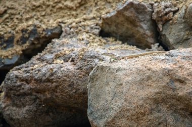 Kum renkli kertenkele