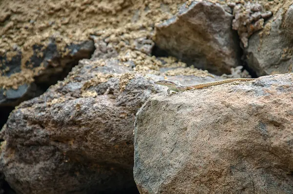 Kum renkli kertenkele