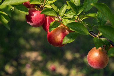 Arka plan ile yuvarlak Erik ışığında 