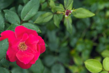 Çiçek açan kırmızı su ile gül Funda yaprakları ve ıslak yapraklar düşer kapatın. Seçici odak. Romantik arka plan için bokeh etkisi ve kopya alanı ile yaz veya bahar temalı tebrik kartı.