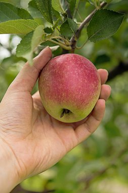 Kırmızı tarafı elma ağacı dalı üzerinde asılı ve yeşil yaprakları tarafından çevrili. Çiftçinin elini sadece almaya daha önce elma tutuyor. Yaz ve sonbahar hasat mevsimi ve sağlıklı beslenme kavramları. Arka plan Garden'da odaklanmamış meyve bahçesi.