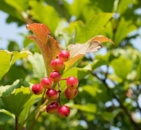 Quadratisches Bild Reifender Beeren Aus Pfeilholz Auch Schneeballbaum Drossel Oder — Stockfoto