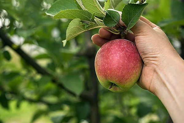 農民の手で新鮮な赤側リンゴはリンゴと緑の葉木の枝で囲まれています 秋や夏の収穫時期と健康的な食生活というコンセプト バック グラウンドでやり場のない庭は コピー スペース — ストック写真