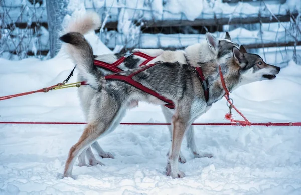 Два Голубоглазых Собаки Красной Экипировке Стоят Снегу Ждут Команды Бежать — стоковое фото