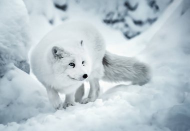 Yatay, bir yetişkin beyaz Kutup tilki ya da gerçek kar arka plan üzerinde alopex lagopus Fin Lapland içinde kış. Beyaz hayvan ilgi dolu ve bir şey beni iyi dinle. Odaklanmamış arka plan.