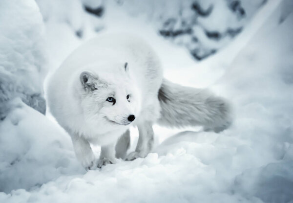 Winter landscape with one adult white polar fox or alopex lagopus in Finnish Lapland on real snow background. White animal is full of attention and listen to something carefully. Unfocused background.