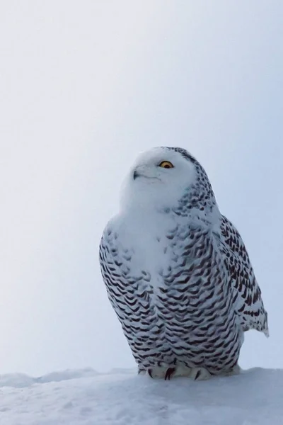明るい黄色の目と白い極フクロウは自然な白い雪の上に座っているし 彼女は私たちを見ていないことふりをしています 冬シーズン垂直グリーティング カード コピー スペースを持つ やり場のない雪の背景 — ストック写真
