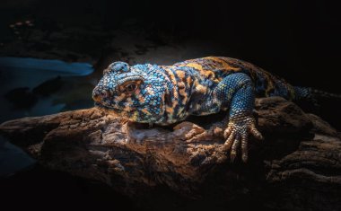 Güzel renkli mavi ve turuncu kertenkele katlanmış cilt üzerinde doğal ahşap budak ile. Uromastyx süslü veya süslü mastigure ve bu adı verilen bu tür Orta Doğu için endemiktir. Karanlık odaklanmamış arka plan