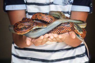 Kahverengi ve gri Mısır snakes birkaç holding çocuğun eller Close-up. Genç renkli sürüngenler birbirleriyle iç içe oldu ve bir yılan top kurdu. Seçici odak. Arka plan odaklanmamış çocuğa.