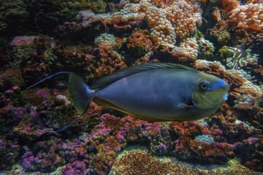 Mavi ve yeşil büyük mercan resif balık bignose tek boynuzlu at doğal tabiatında aradı. Seçici odak. Odaklanmamış renkli doğal canlı coral reef arka plan.