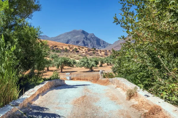 Tipik Yunan yaz manzara. Kırsal sahne ile yol yeşil bush ve Vadisi Dağları'nın eteklerinde eski zeytin ağacı ekimi ile doğru gidiyor. Açık mavi gökyüzü. Güneşli havalarda.