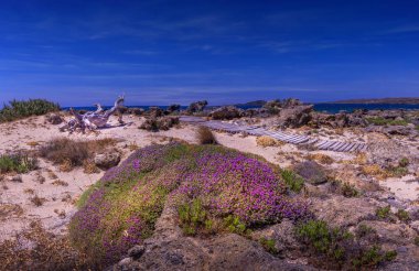 Akdeniz sahil şeridine ufuk, ahşap patika, beyaz kum, kaya oluşumları ve pembe çiçek çiçek açan bakarak ejderha gibi görünüyor ağaç budak. Tebrik kartı arka plan kopya alanı ile.