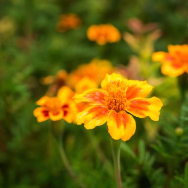 Tagetes ile kare tebrik kartı arka plan