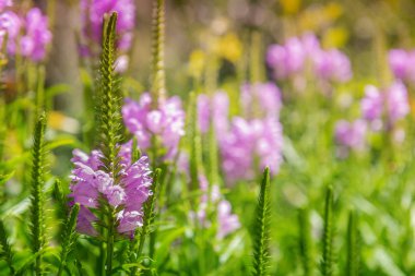 Çiçek açan çayırda pembe çiçekli arka plan