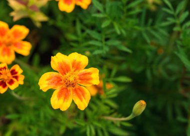Tagetes çiçek ve tomurcukları ile Yaz tebrik kartı