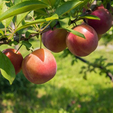 Ağaç dalı üzerinde renkli yuvarlak erik 