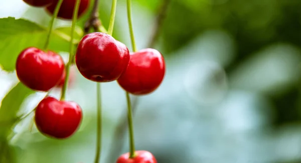Close-up de algumas cerejas vermelhas crescendo no ramo da árvore — Fotografia de Stock