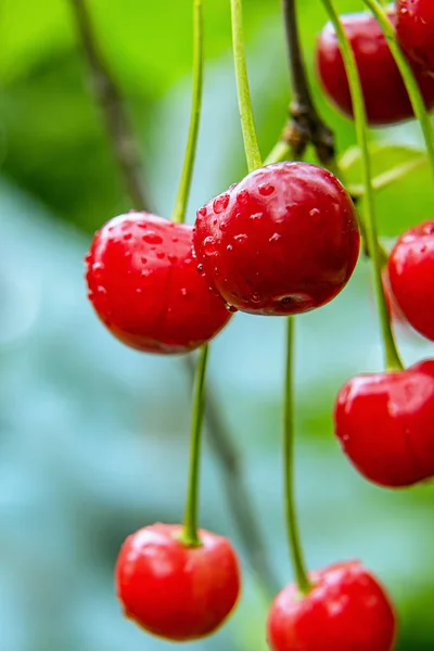Close-up vertical de cerejas vermelhas brilhantes maduras molhadas . — Fotografia de Stock