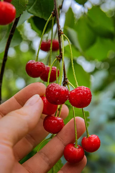 Mano de granjero con racimo de cerezas rojas frescas —  Fotos de Stock