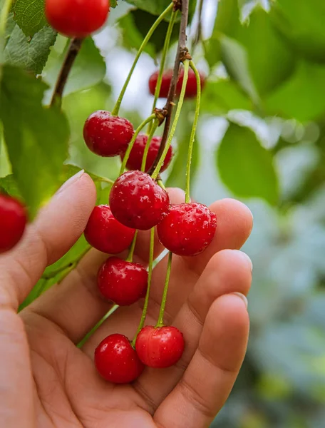 Cerejas vermelhas brilhantes frescas que colhem no jardim — Fotografia de Stock