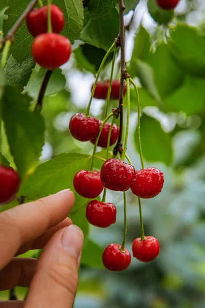Hora da colheita da cereja vermelha brilhante — Fotografia de Stock