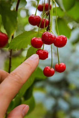 İnsan eli onları işaret eden kırmızı kirazlar