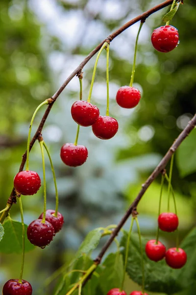 Cerejas vermelhas maduras molhadas em ramos de cerejeira — Fotografia de Stock