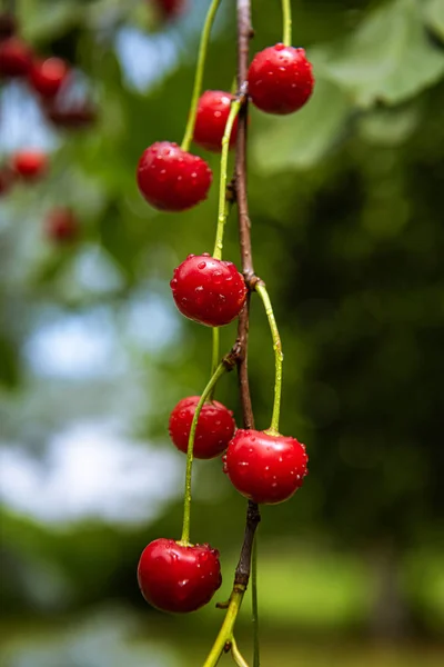 Cerezas rojas maduras frescas en rama de cerezo —  Fotos de Stock