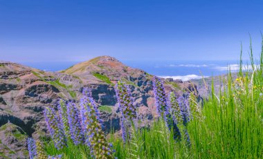 Çiçekli Echium fastuosum ile Madeira manzara