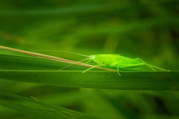 Gafanhoto esmeralda bonita na lâmina de grama verde — Fotografia de Stock