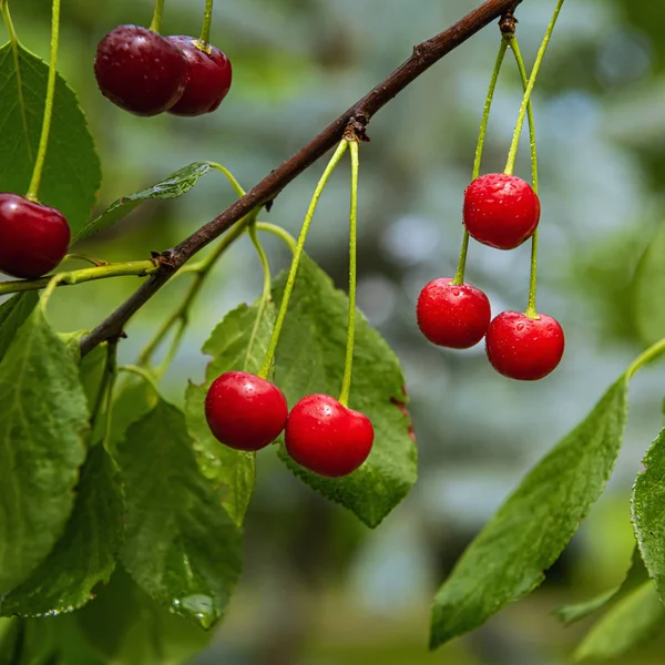 Imagen cuadrada de cerezas orgánicas de color rojo brillante —  Fotos de Stock