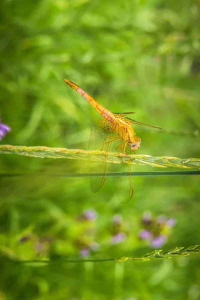 Vertical image of yellow dragonfly on ear of grass — ストック写真